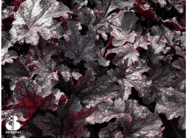 Heuchera   'Plum Pudding'